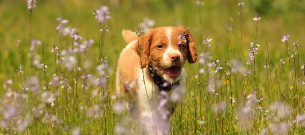 Best collar for small sales dogs