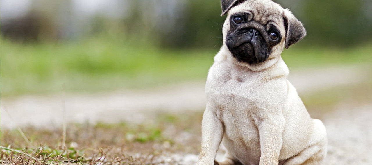The Pug