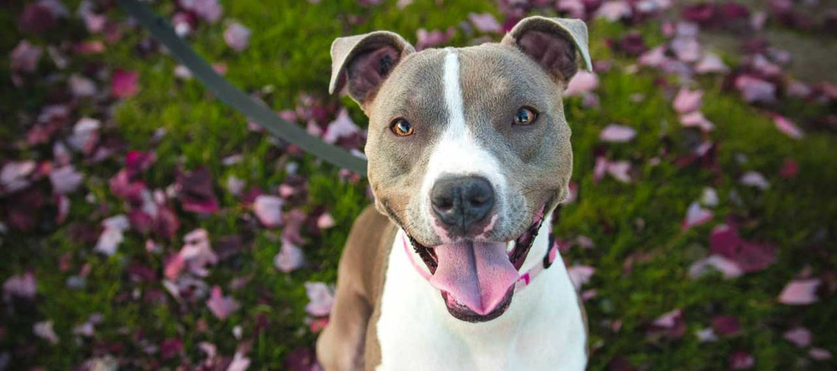 The Best Collars for Pitbulls Genuine Canine