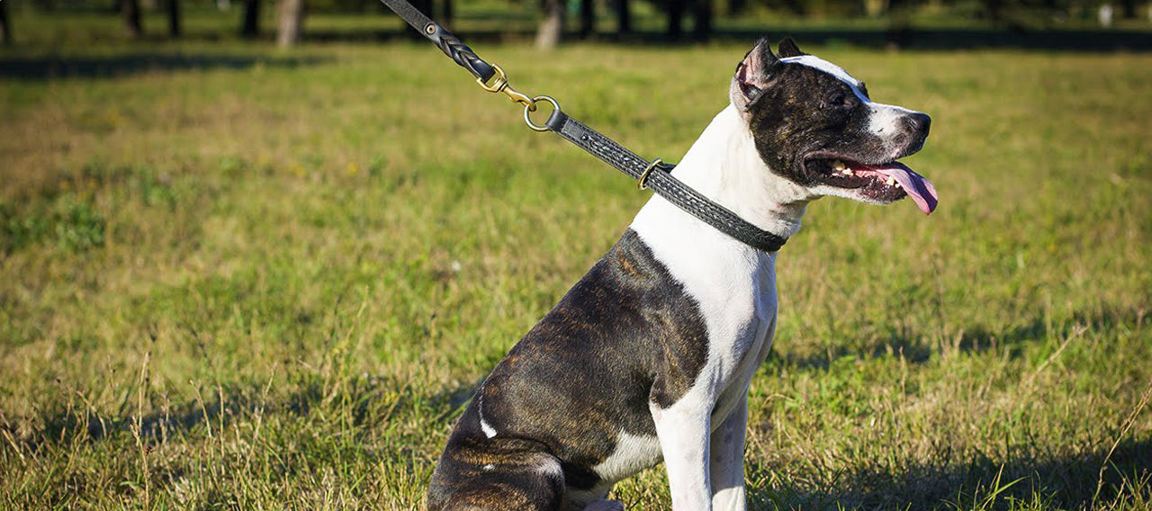 Dangers of Choke Collars for Dogs