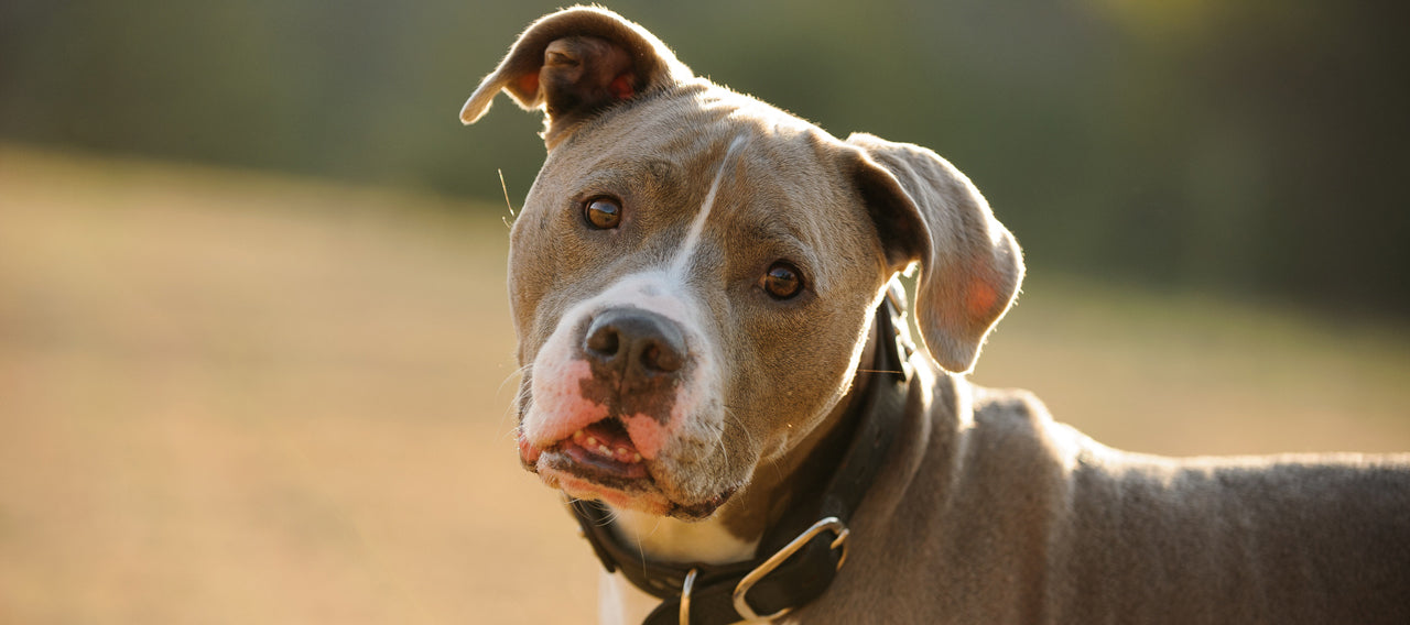 How Tight Should a Dog Collar Be?