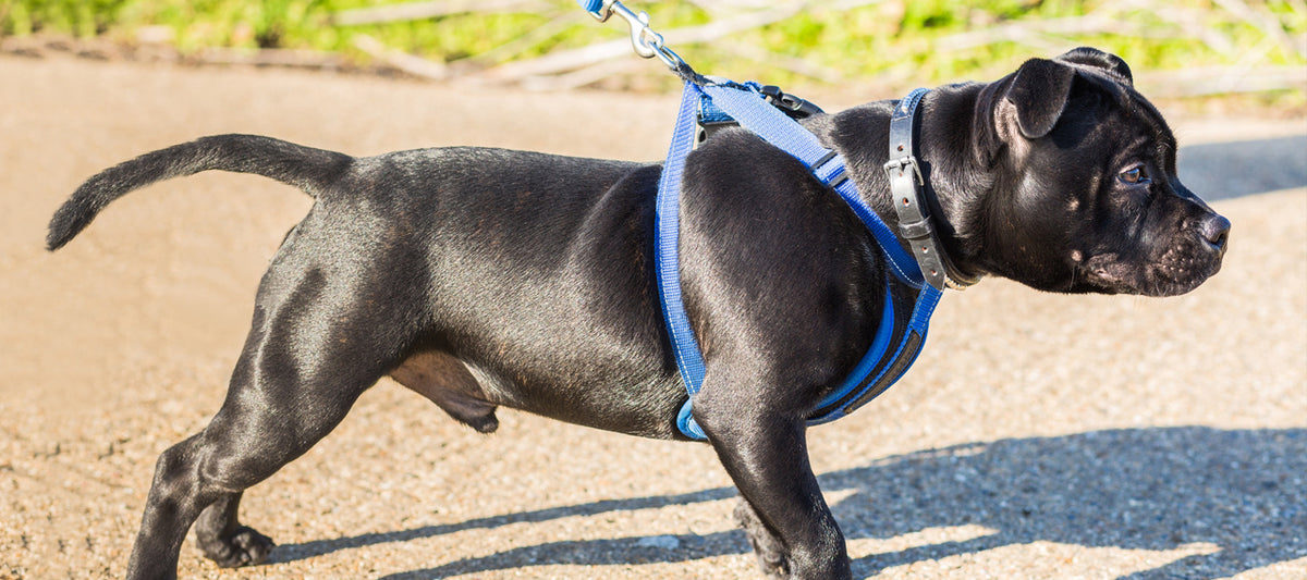 Harness Vs. Collar Debate Which is Right for Your Dog? Genuine Canine
