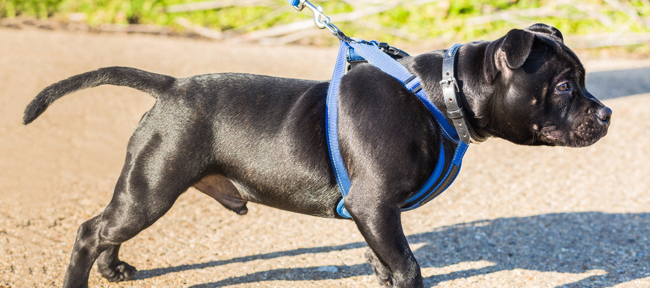 Harness Vs. Collar: Which is Right for Your Dog?