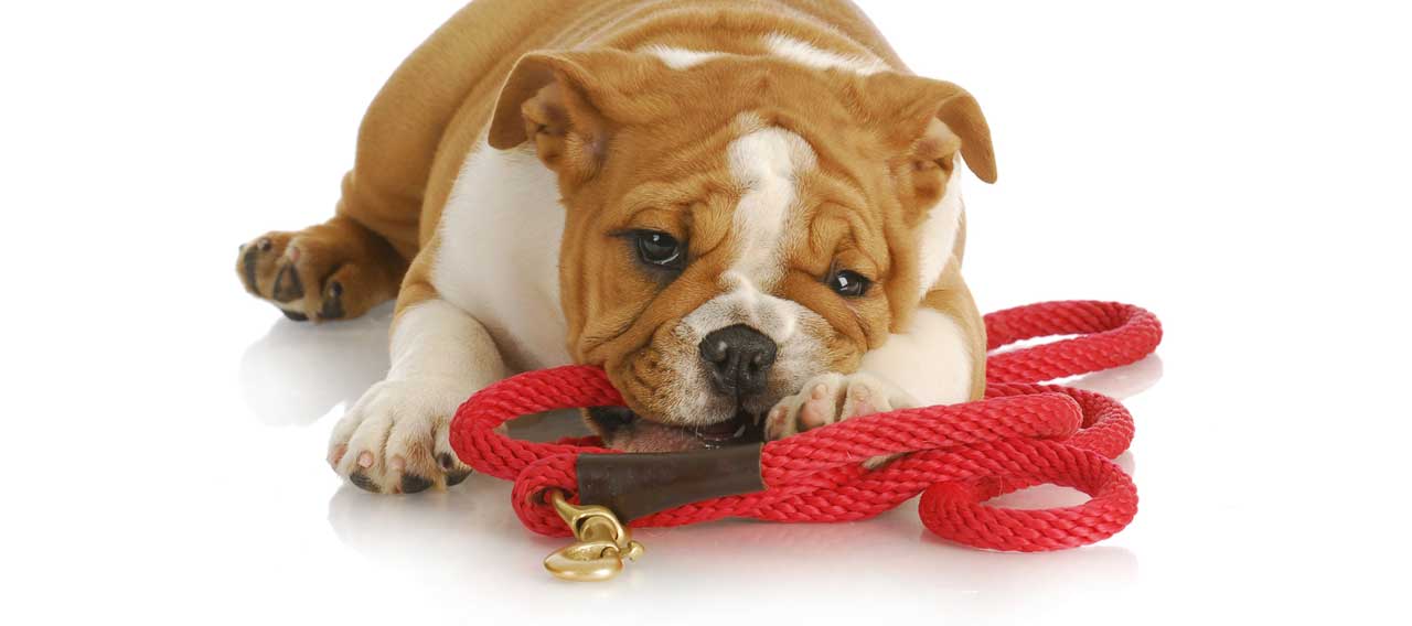 7 Tips To Stop Your Dog From Biting Its Leash - Genuine Canine