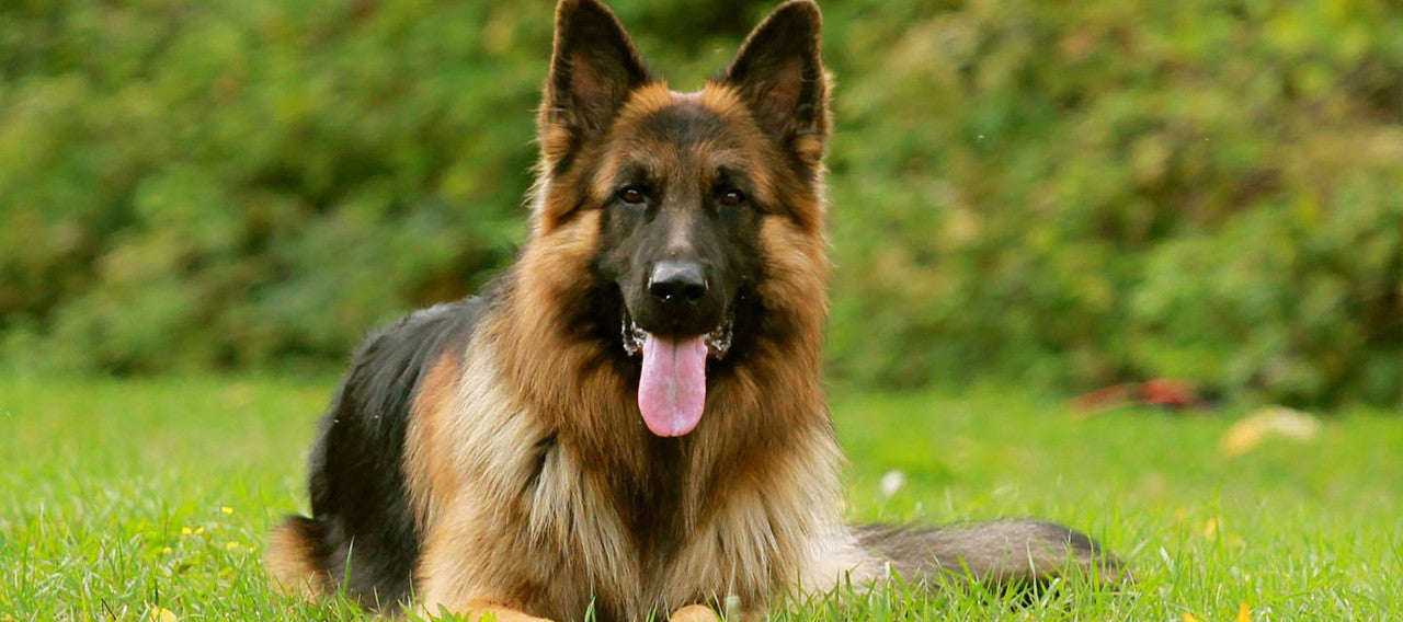The German Shepherd - Genuine Canine