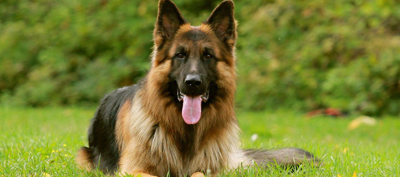 The German Shepherd