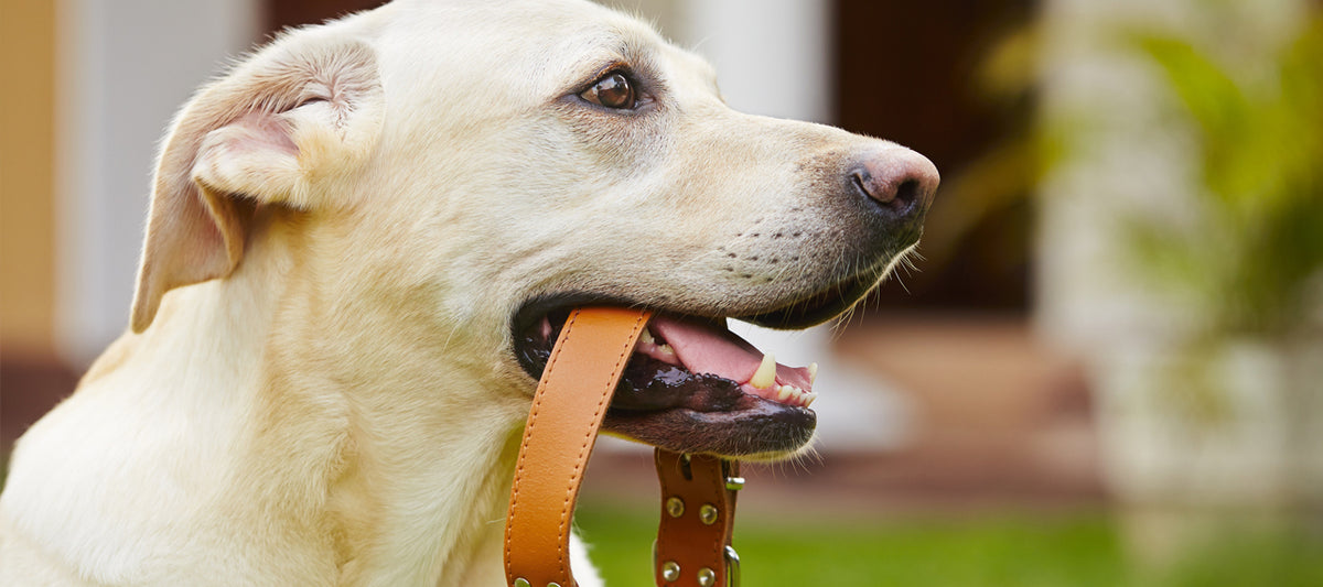 What to Do if Your Dog Hates Collars Genuine Canine