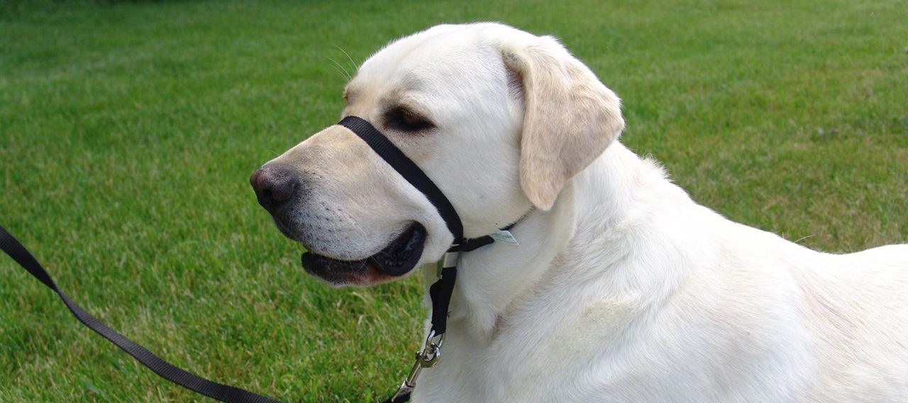 Harnesses and Head Halters