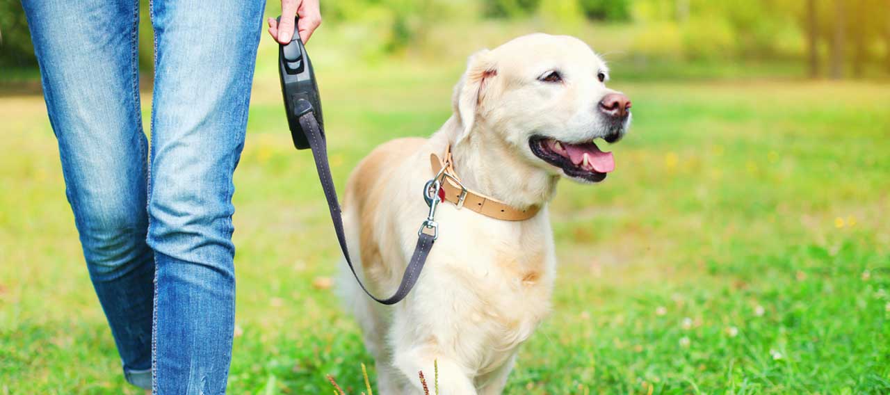 5 Essential Items You Need When Walking Your Dog - Genuine Canine
