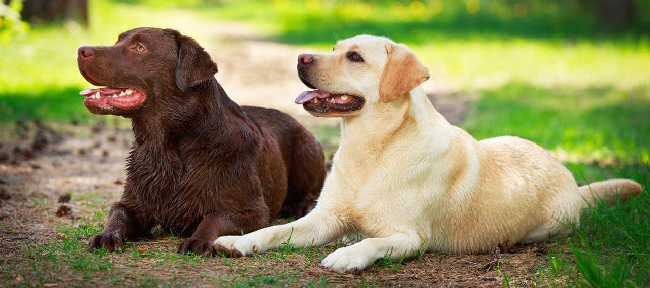 Best Collars for Golden Retrievers and Labrador Retrievers