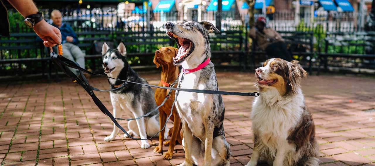 How To Leash Train Your Dog