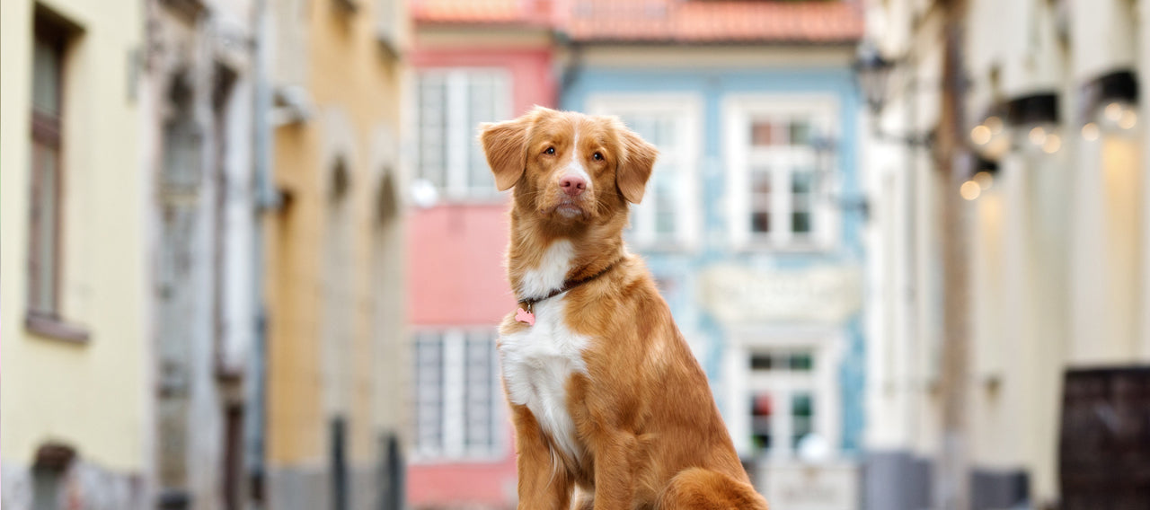 Why is it Essential to Have ID Tags For Your Pets?