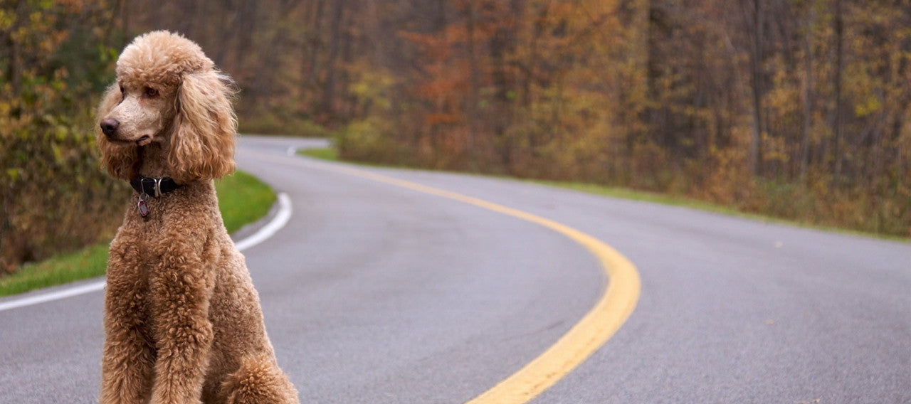 poodle wearing collar