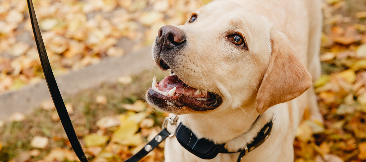 How to Pick the Right Dog Collar for Your First Dog