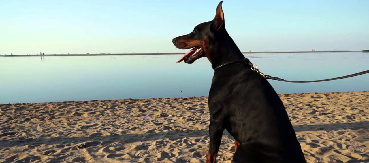 3 Reasons to Chose a Flat Collar vs Rolled Collar