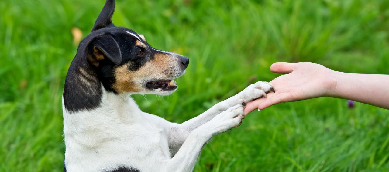 6 Ways to Stop Your Small Dog from Barking at the Doorbell