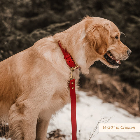 Signature Leather Dog Collar - Genuine Canine